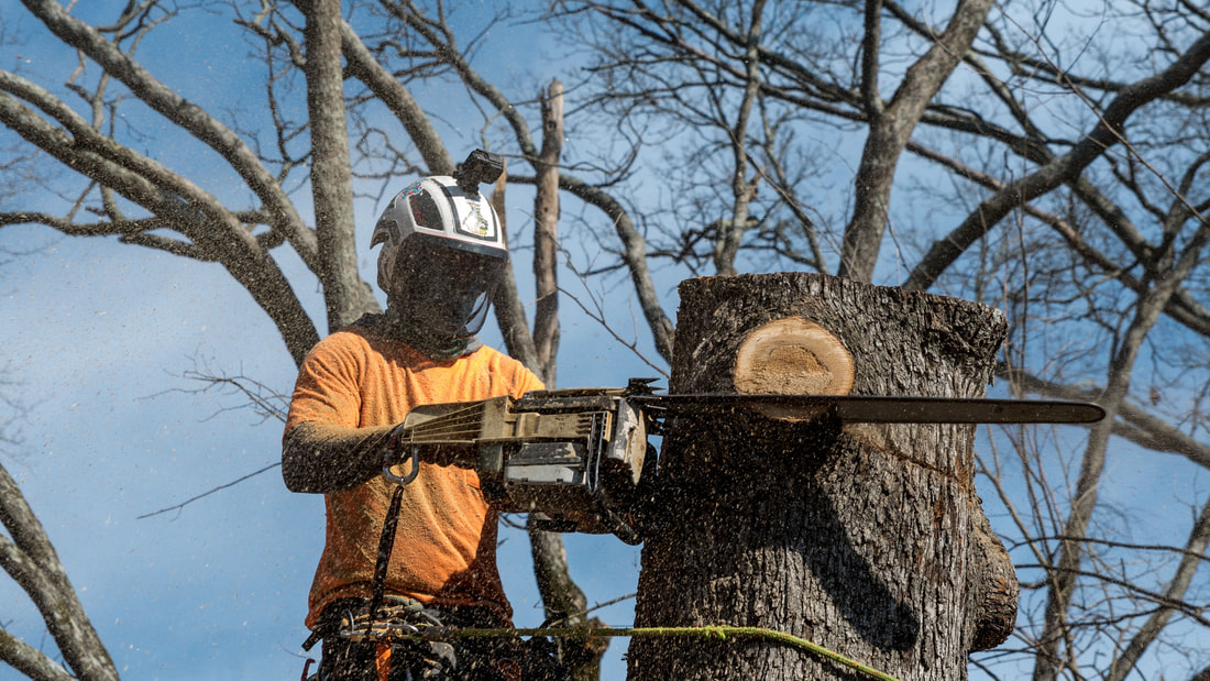 Tree Service Waukegan employee cutting down a tree. 